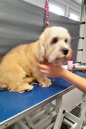 Central Bark Dog Grooming Leicester