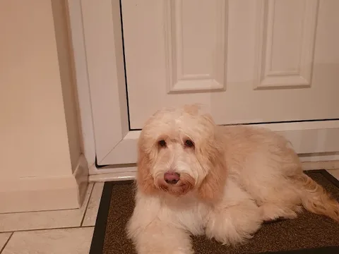 Champer's Grooming Room