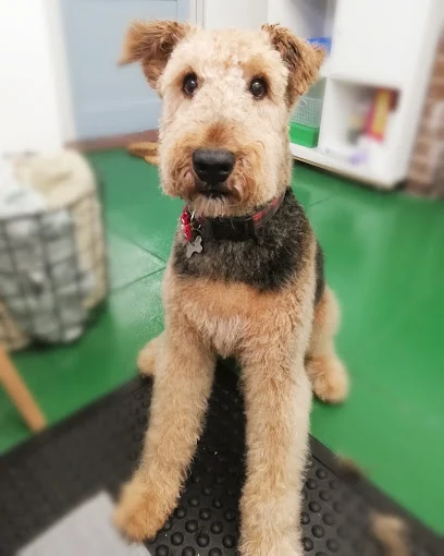 Charlie's Groom Room at Tidy Paws Groom Room