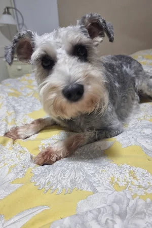 Cherished Pooches - Formally known as Maz’Muttz Mobile Dog grooming