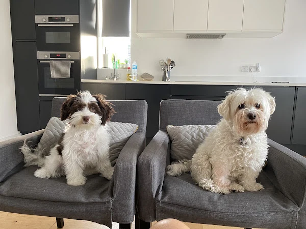 Cheshire Canines