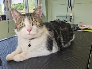 Cheshire pampered paws