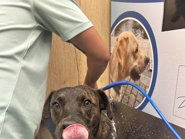 Chester Dog Groomers