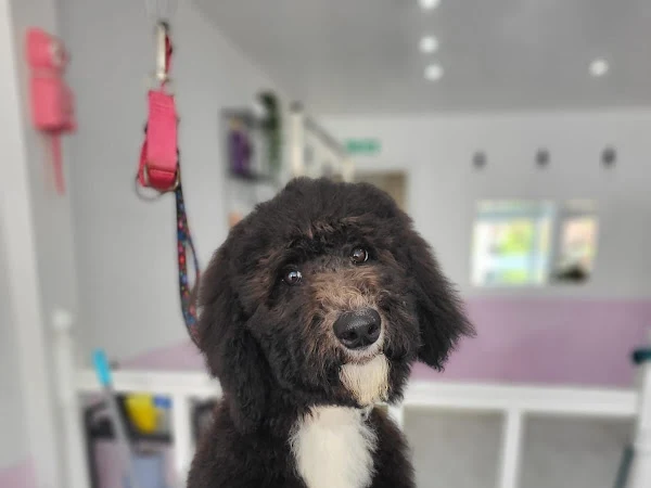 Chesters dog grooming