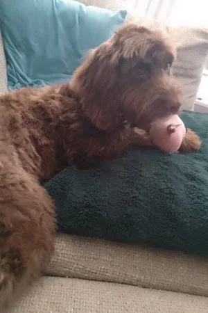 Chloe’s cuts dog groomer