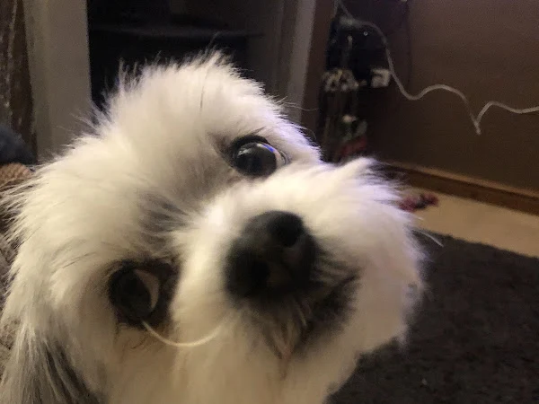 Chorley Dog Groomers