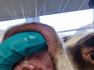 C'Howl Dog Care