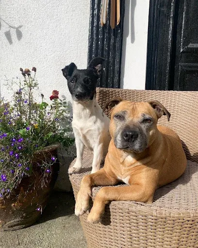 Ci Newydd Dog Groomers & Daycare