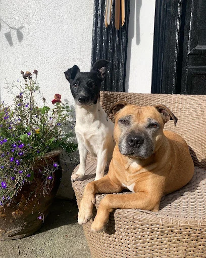 Ci Newydd Dog Groomers & Daycare