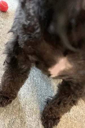 CJ Dog & Cat Grooming