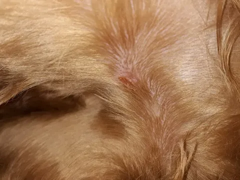 Classic Canine Cuts