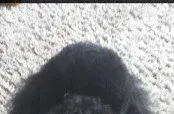 Classy Canines of Stockport- Mobile dog grooming