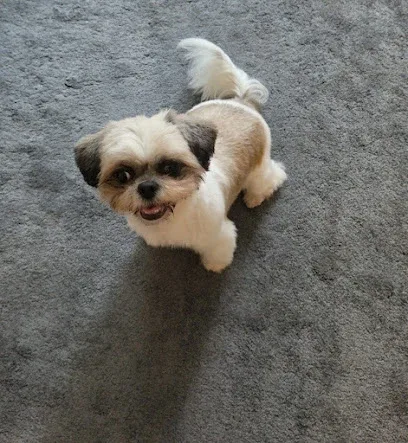 Classy Mutz Grooming Services & Training School