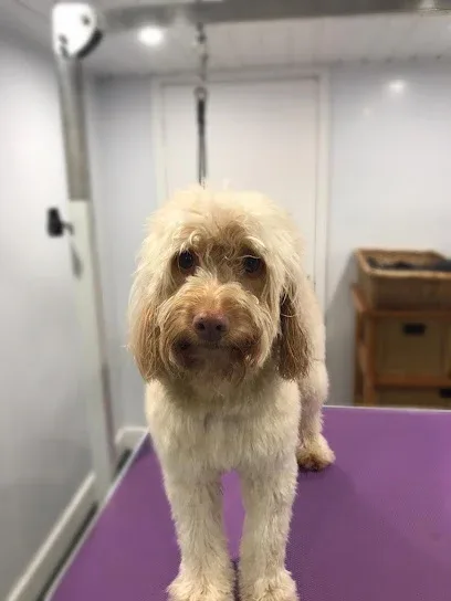 Cleveleys Dog Grooming