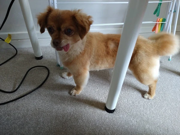Clifton Dog Grooming