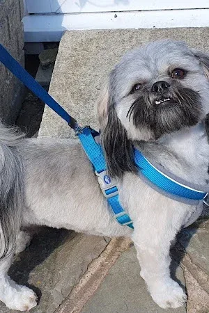 Clippadog