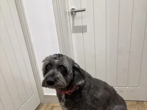 Clippy's Pet salon