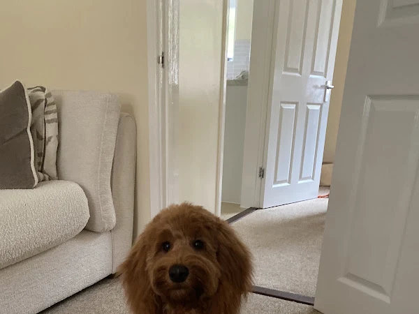 Clips Dog Grooming