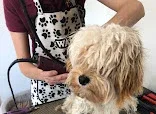 Clips n Combs Dog Groomer