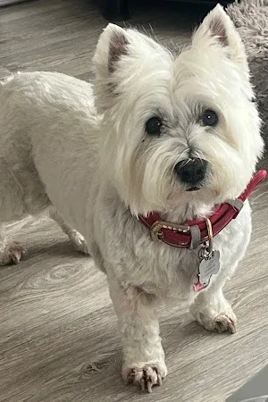 Coastal Canines Dog Grooming