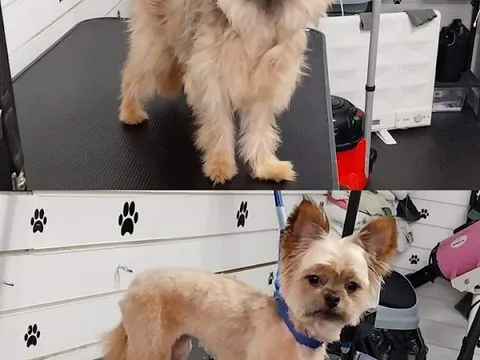 Coastal Paws Dog Grooming