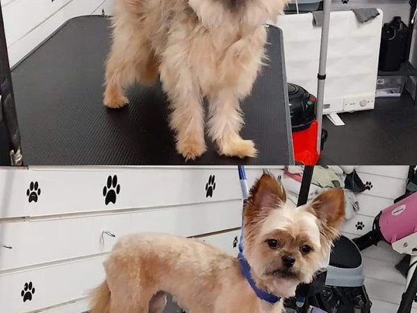 Coastal Paws Dog Grooming