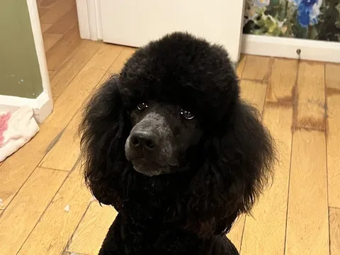 Cockerpoodledoos