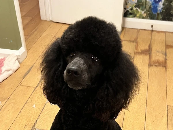 Cockerpoodledoos