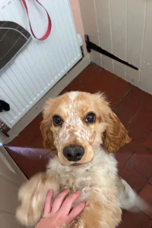 Complete Pet Care Dog Grooming & Pet Services by Sarah