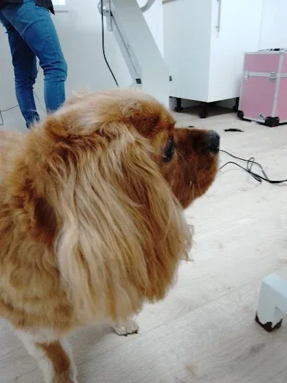 Completely Barking