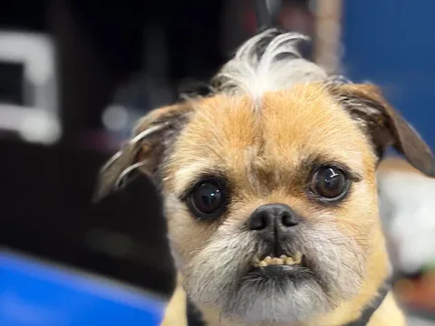 Cooper's Canine Clippers