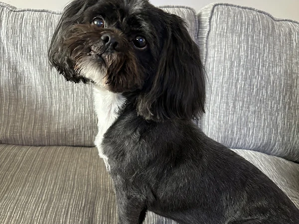 Coopers Cuts Dog Grooming