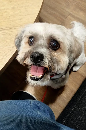 Cosham Dog Grooming Ltd
