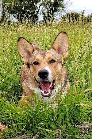 Cosheston Dog Services