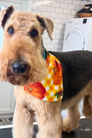 Country Paws Cymru