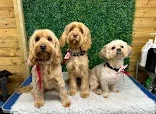 Country Paws Dog Grooming, Herefordshire