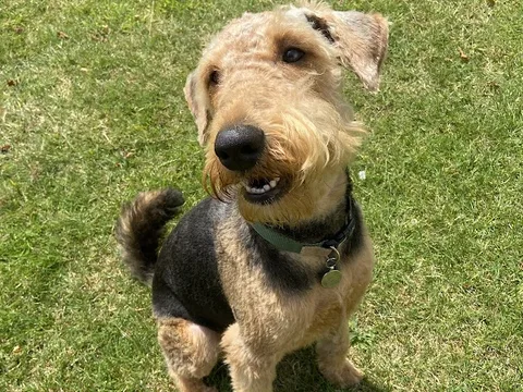 Country Tails Dog Grooming Wellingore
