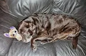 Creed's Dog Grooming