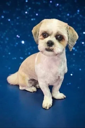 Crescent Canine Spa