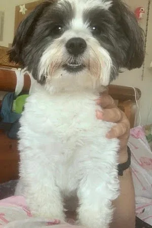 Croxteth Park Dog Groomers