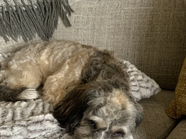 Curly k9 Grooming limited