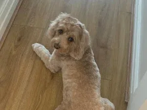 Curly Tails Dog Grooming, Horwich