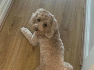 Curly Tails Dog Grooming, Horwich
