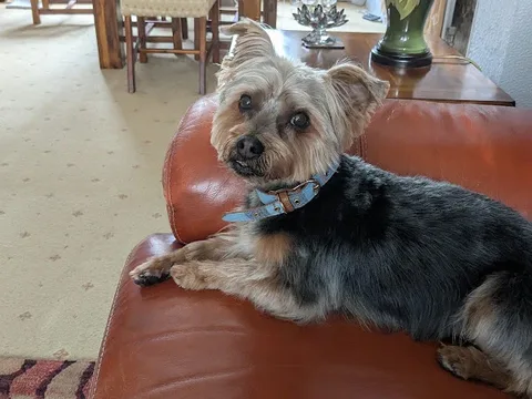 Cute Cuts Dog Grooming