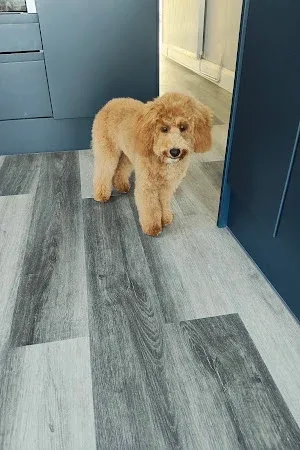 Cute Cutz