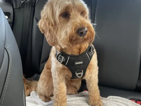 Cuts for Mutts Grooming Ltd