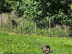 Cwmblacks Playful Paws
