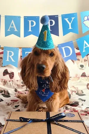 Cwtchy Canines Pawsome Rawsome Ltd