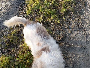 Cwtsh Cuts Dog Grooming