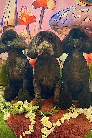 Cwtsh y Ci Bespoke Dog Grooming
